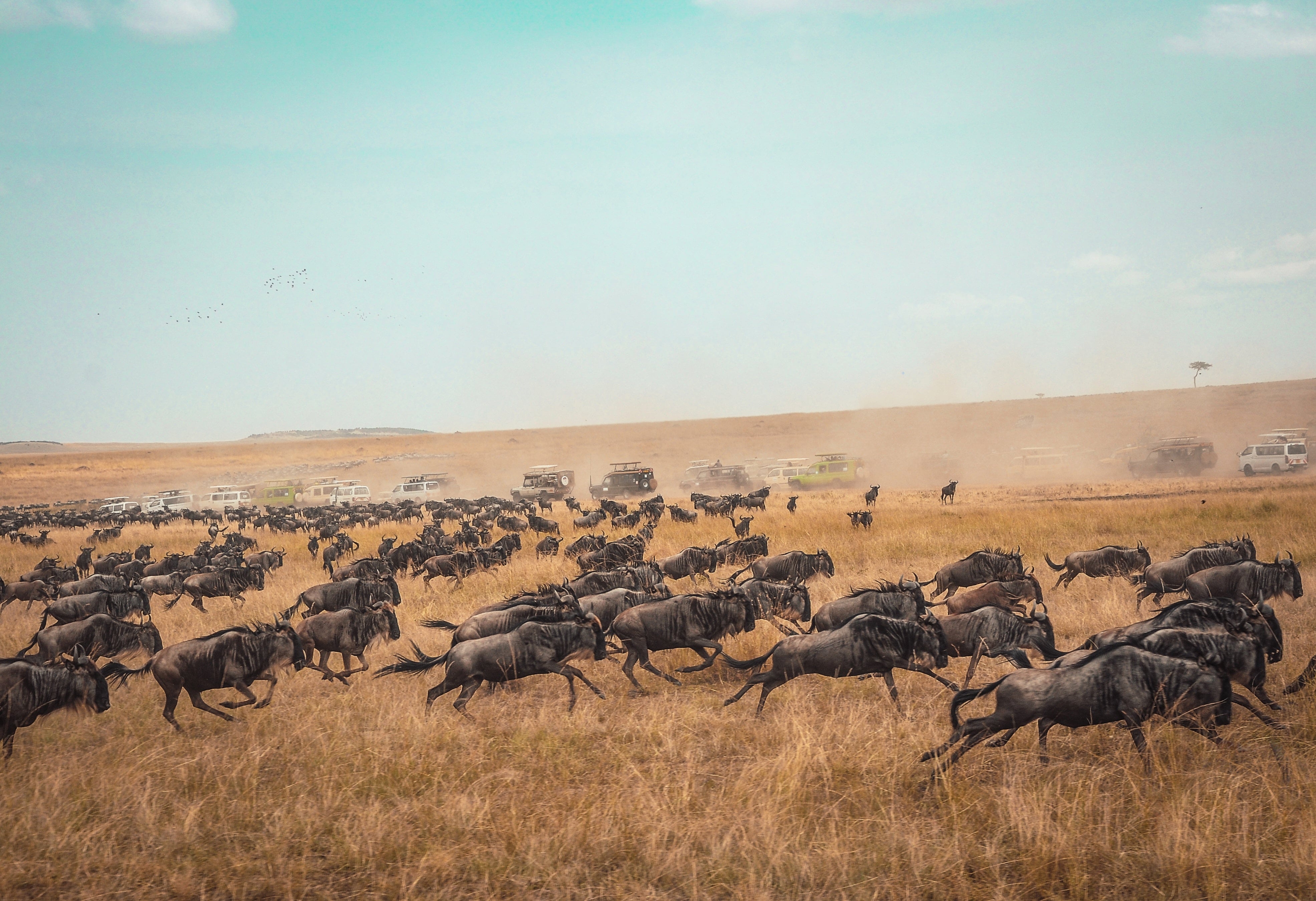 eXp Realty news: the great migration - image of zebras running in field